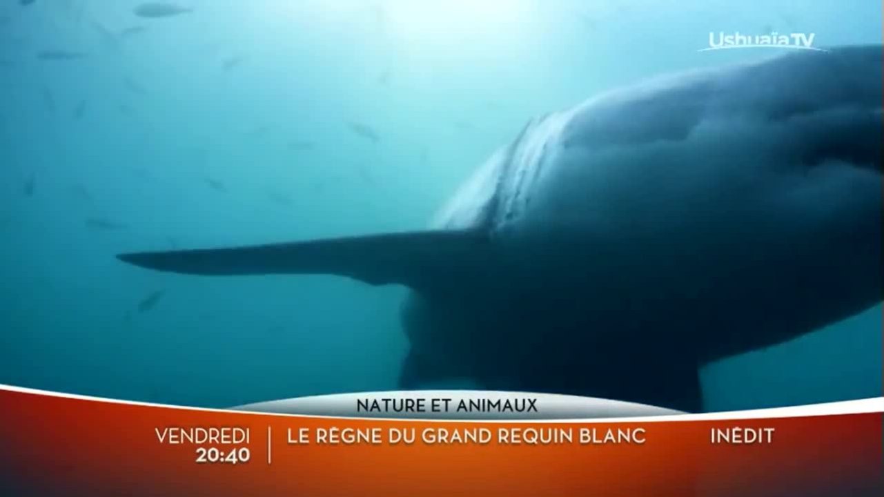 Le règne du grand requin blanc