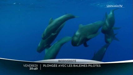 Plongée avec les baleines-pilotes