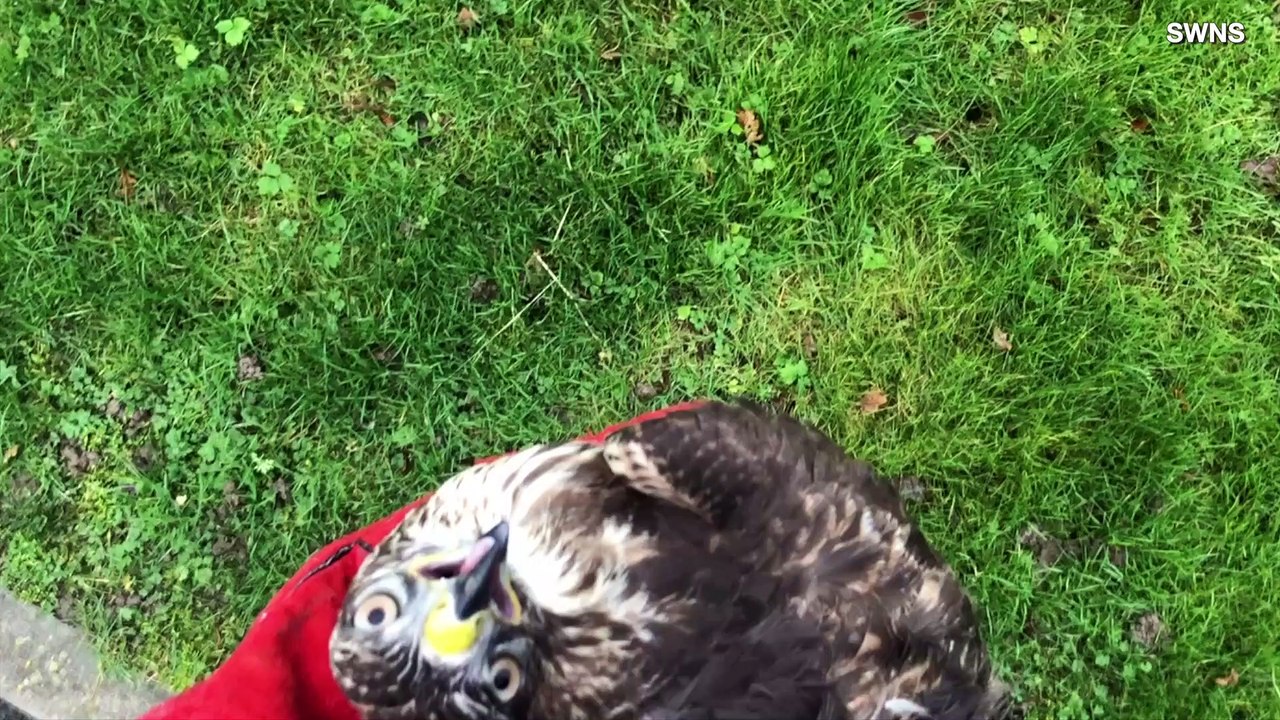 This Buzzard Was Saved After Being Hit by a Car