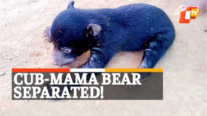 Watch: Cub Separated From Mama Bear Rescued
