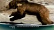 Dans la peau d'un grizzly / Sur les traces de l'ours de Gobi