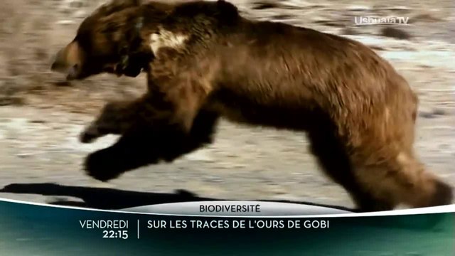 Dans la peau d'un grizzly / Sur les traces de l'ours de Gobi