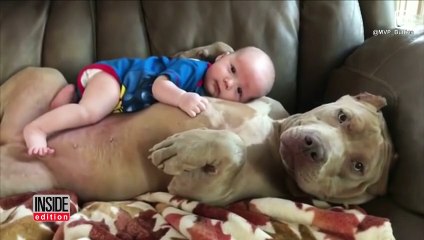 Dad Defends Letting His 1-Year-Old Son Nap and Cuddle With Huge Pitbull