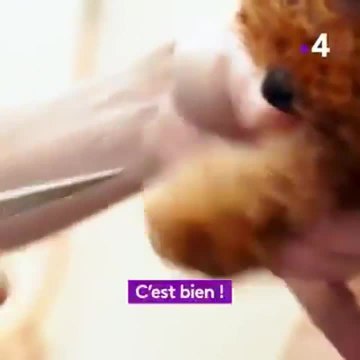 Une vie de chiot : Une nouvelle famille