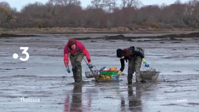 Thalassa : Morbihan, un archipel en Bretagne