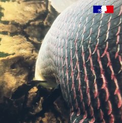 Jeunes reporters pour l'environnement - Anne-Flore Souchon