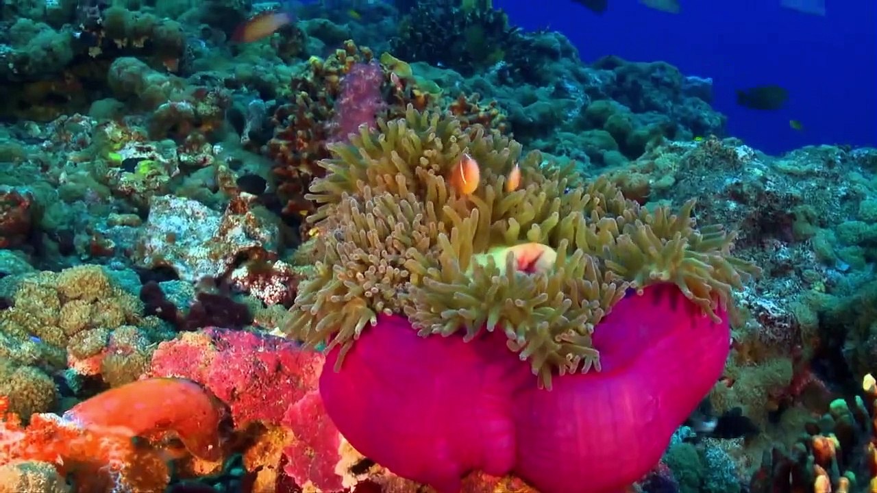 The Magic of The Big Blue