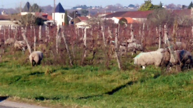 Vidéo amateur des 400 brebis dans les vignes bio de Cadillac
