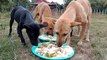 #Feed Food to poor puppies, Hungry dogs eat food