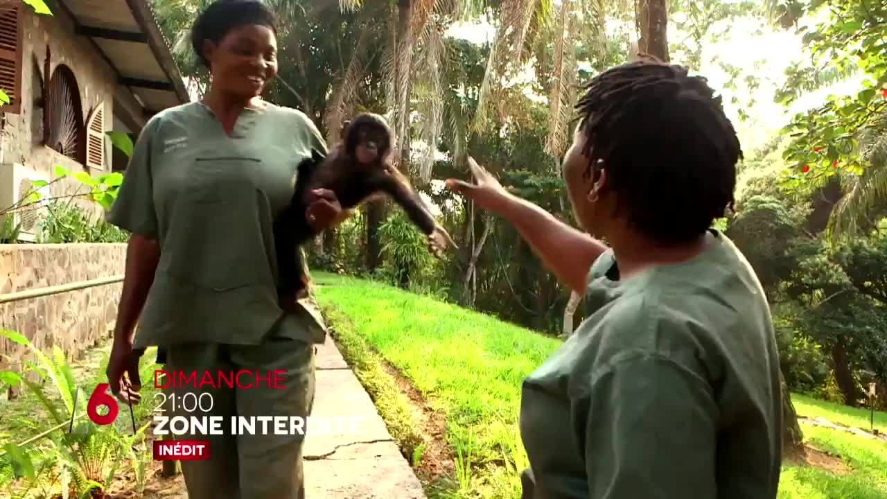 Zone interdite : Naissances extraordinaires et retours dans la jungle : les zoos au secours des espèces en danger