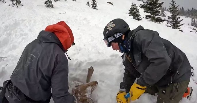 Colorado : deux étudiants sauvent un chien coincé sous une avalanche
