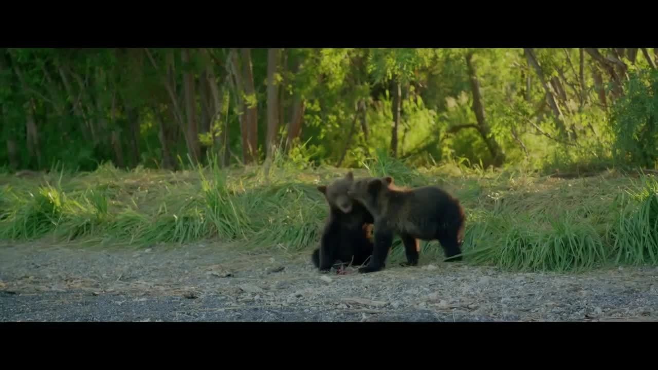 Terre des Ours