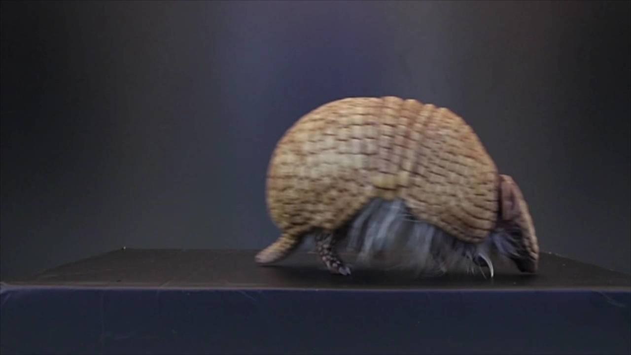 Armadillos Are Invading the Carolinas, and Scientists Aren't Sure Why