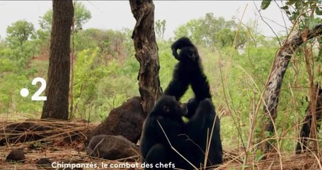 Chimpanzés, le combat des chefs