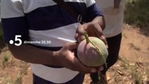 La mangue, itinéraire d’un fruit gâté - 24 mars