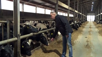 Agricultores neerlandeses em pé de guerra do o governo