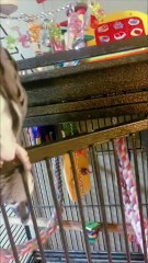 Cairo the Grey Parrot Doesn't Want to go to Bed