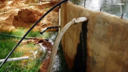 شاهد: مشروع "الجدار الأخضر" يسعى لكبح مشكلة التصحر في موريتانيا