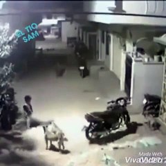 Un enfant se retrouve face à 5 chiens et leur tient tête