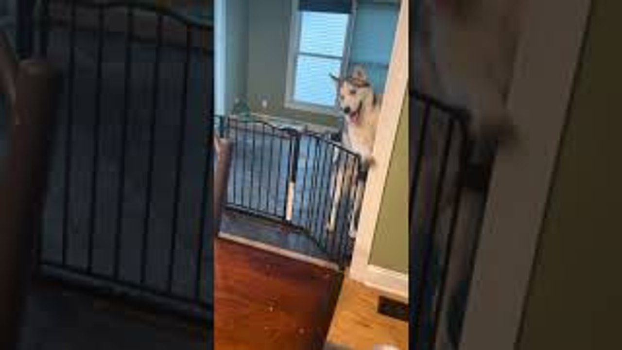 Huskies are Houdinis