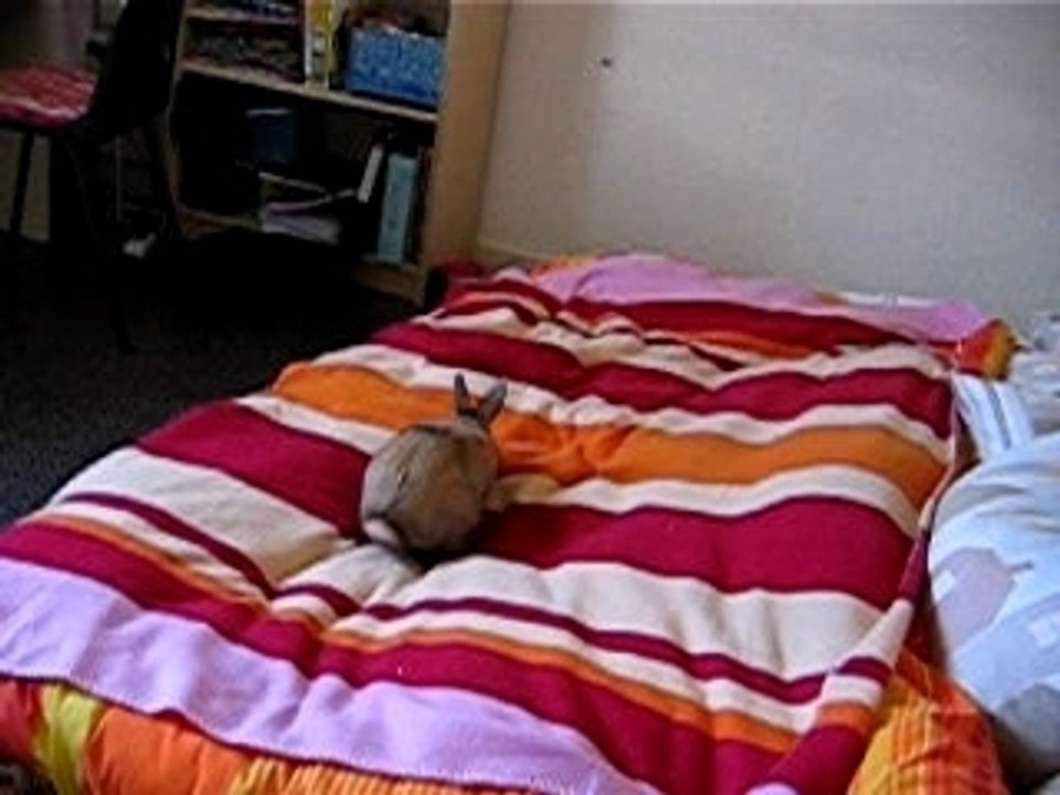 mon lapin nain très sauvage!