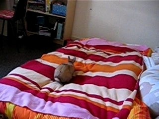 mon lapin nain très sauvage!