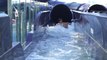 Les vacances préférées des français (6ter) : découvrez cet immense toboggan aquatique... sur un bateau !