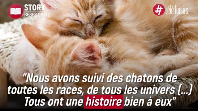 TFX consacre une émission aux chatons - Bébés chats