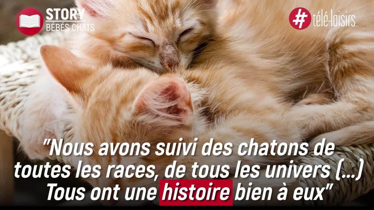 TFX consacre une émission aux chatons - Bébés chats