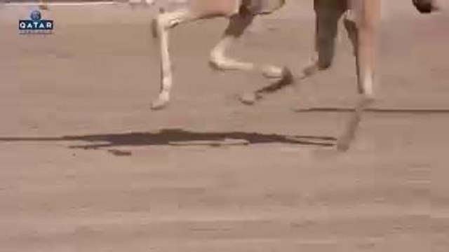 PSG - La course de dromadaires inédite des joueurs parisiens