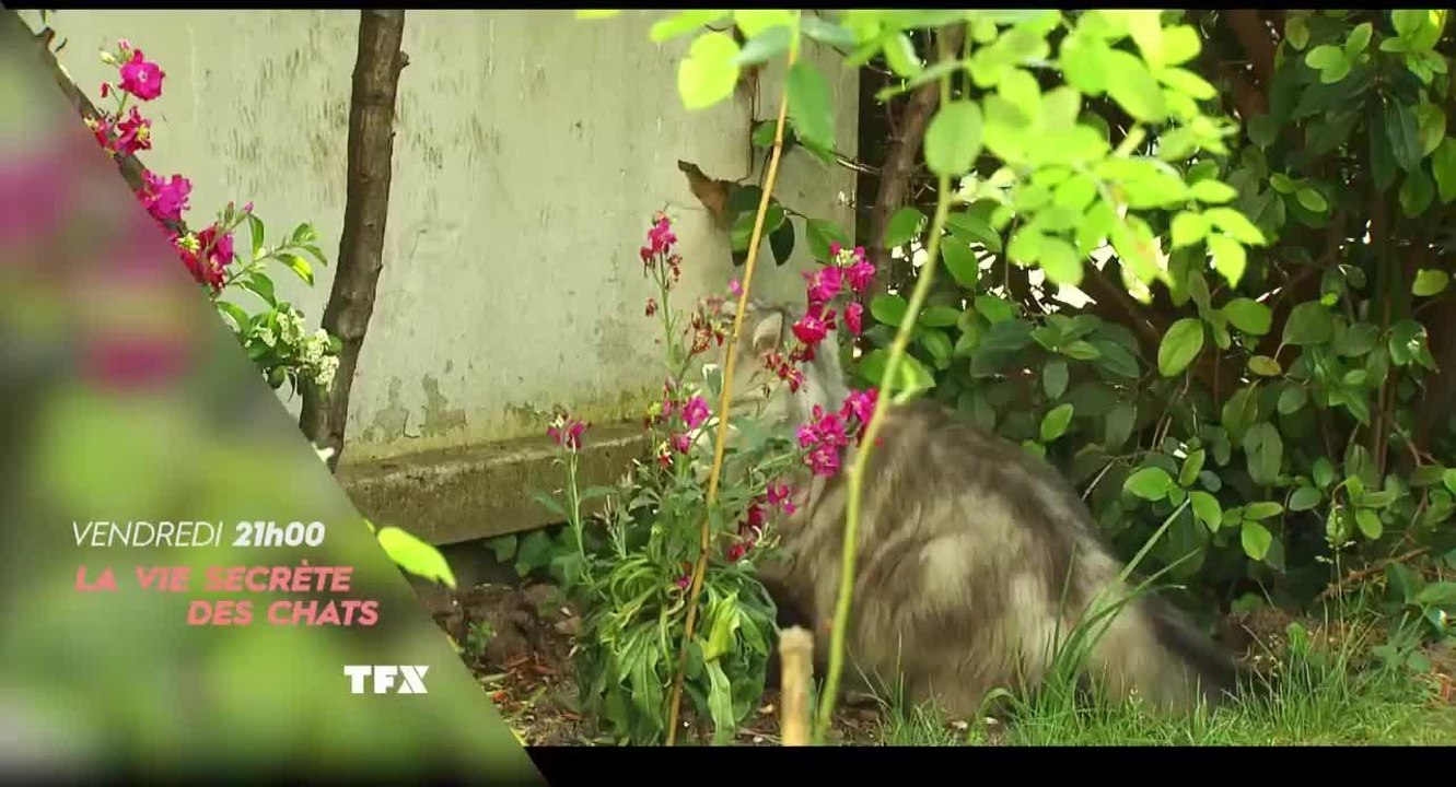 La vie secrète des chats : Quand les chats font la loi