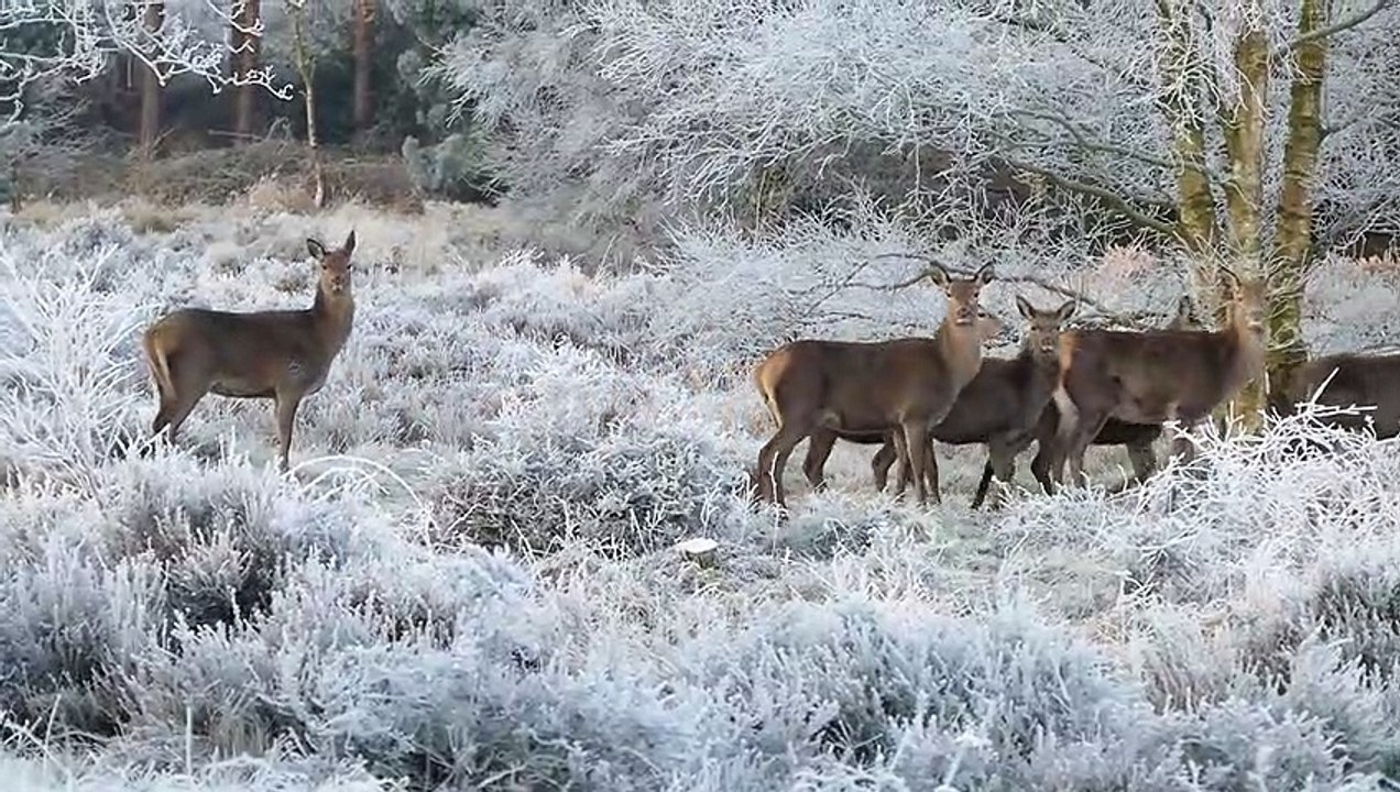 A Group Of Deer At Winter