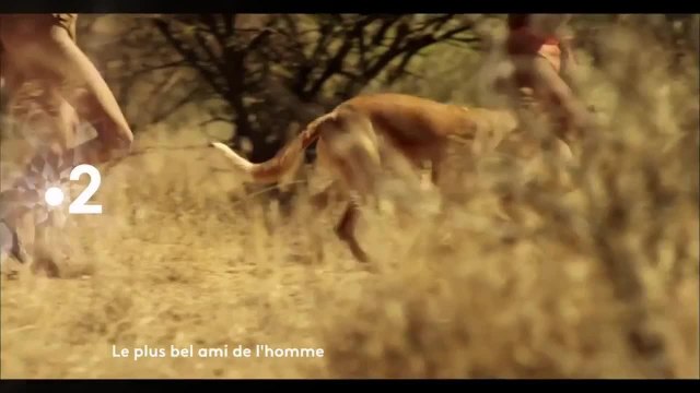 Le plus bel ami de l'homme