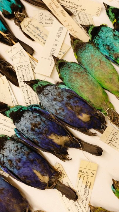 Restricted Access: Inside This Museum’s Collection Of 100k Dead Birds