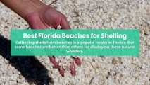 Best Florida Beaches for Shelling
