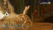 Cirque du Soleil : Amaluna - 31 décembre