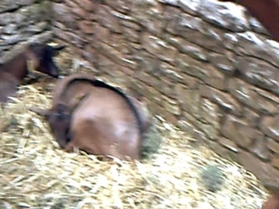 CLIP0003