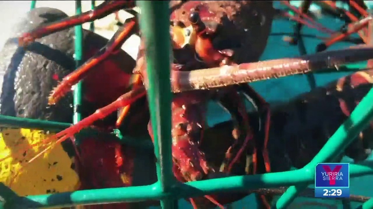 Proyecto extranjero amenaza la pesca en Baja California Sur