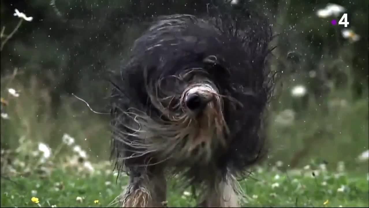 Nos animaux, doux dehors, sauvages dedans