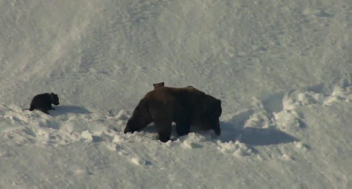 Grizzly