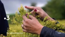 Des racines et des ailes : Passion patrimoine : Sur les routes du Midi toulousain