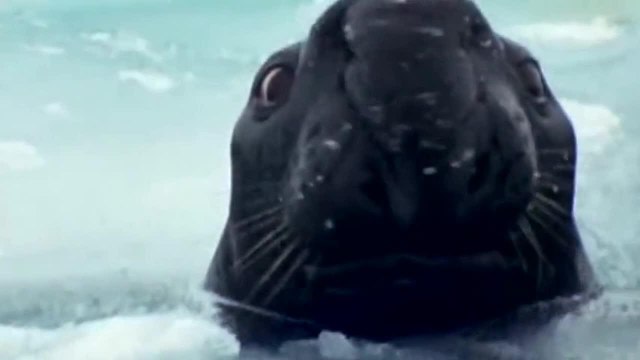 La _planète blanche