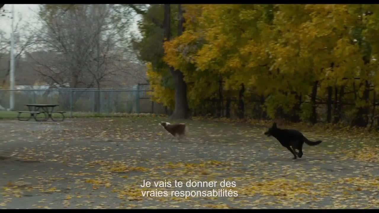Chien de garde