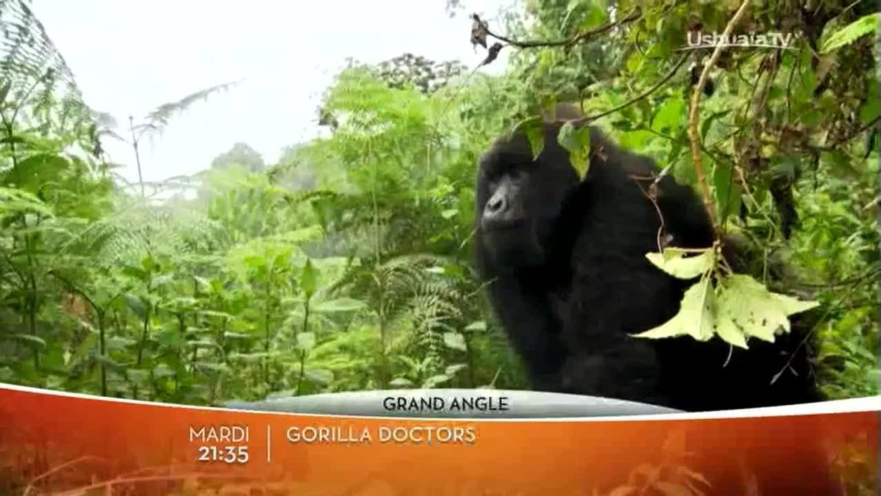 Une oasis d'espoir/Gorilla Doctors/Haïdar, l'homme qui plante des arbres