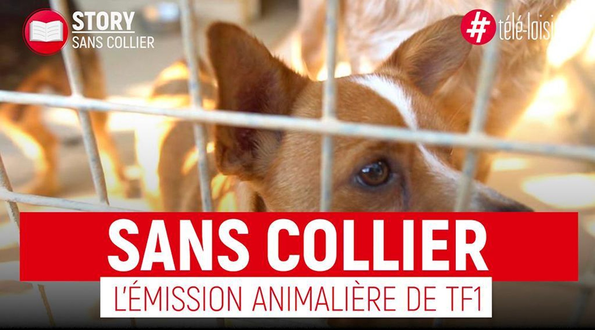 Sans Collier - La nouvelle émission 100% animaux de TF1 ! - Vidéo  Dailymotion