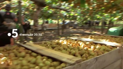 Tout, vous saurez tout sur le kiwi - 4 novembre