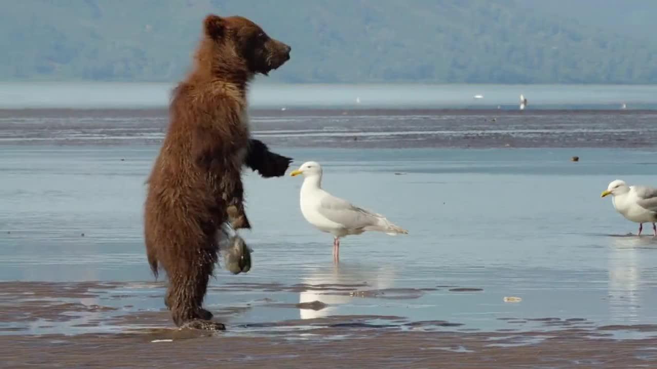 Grizzly