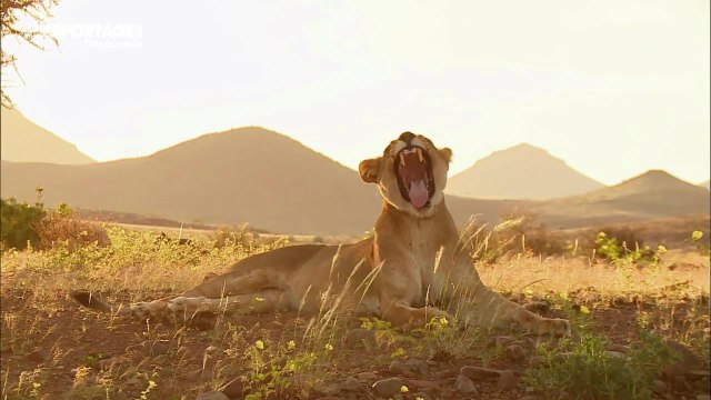 Reportages découvertes (TF1) : plongez au coeur de la Namibie avec les Français qui ont choisi de s'y sinstaller