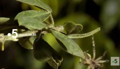 Un jardin entre deux mondes