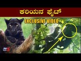 ಕರಿಯನ ಫೈಟ್ | Amazing Black Cheetah vs Cheetah | Mysore | TV5 Kannada